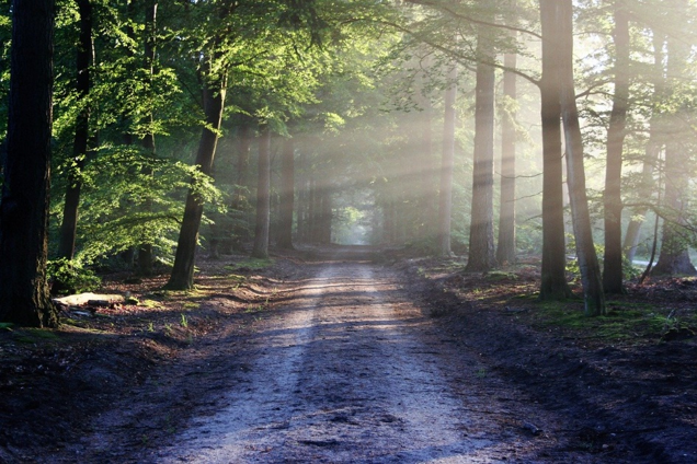 Waldweg